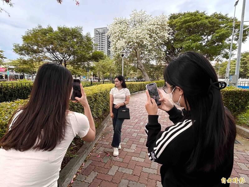 民眾搶拍合影全台中唯一一棵白美人樹。（記者蔡淑媛攝）