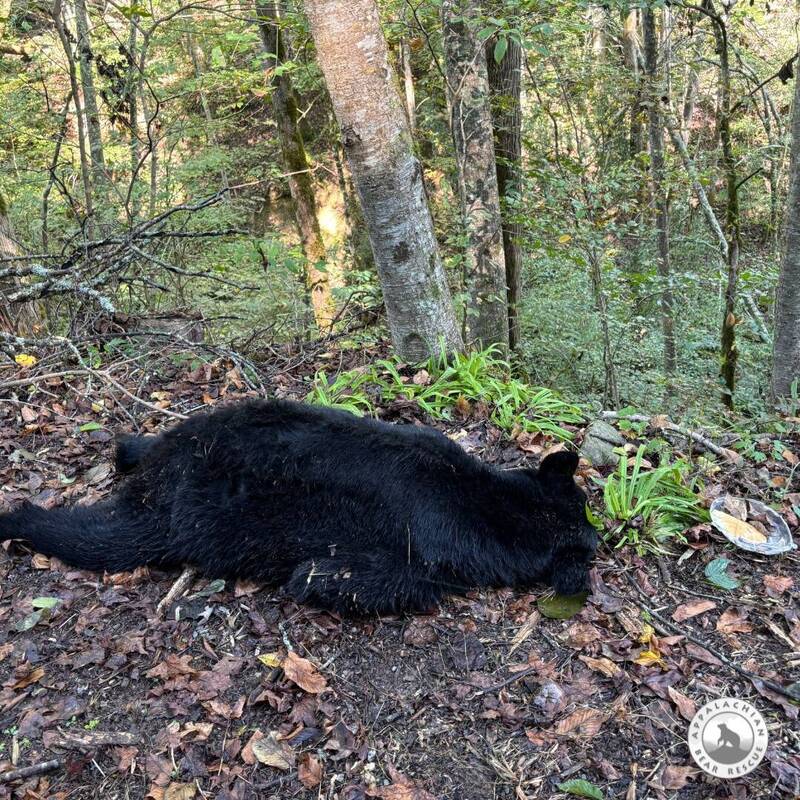 美國黑熊發現路旁有遺棄的鬆餅，過馬路想食用時被車撞死。（圖擷自Appalachian Bear Rescue臉書）