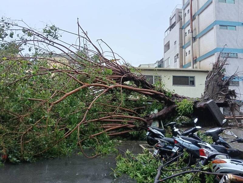 颱風山陀兒挾帶狂風豪雨造成高雄市區一片狼籍，路樹、招牌、鐵皮屋倒伏嚴重，高雄市長陳其邁為了協助災民重整家園，3日宣布10月4日再放颱風假，高雄連放4天颱風假，此舉引來前高雄縣長楊秋興不滿。（資料照）