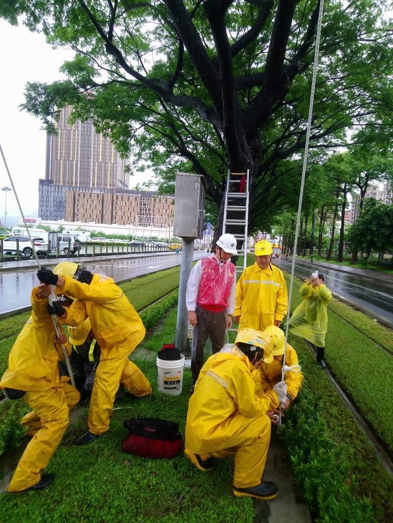 高市捷運局在颱風前夕為大順路段雨豆樹加固，協助挺過狂風吹襲。（捷運局提供）