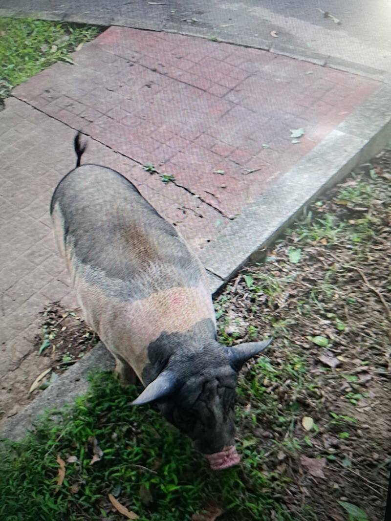 飼養麝香豬，請勿衝動。（苗栗縣動物保護防疫所提供）