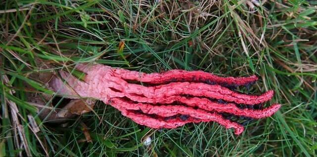 這種真菌的學名為Clathrus archeri，俗稱「惡魔手指」或「章魚鬼筆」，原產於紐西蘭和澳洲。（圖擷取自New Forest National Park）