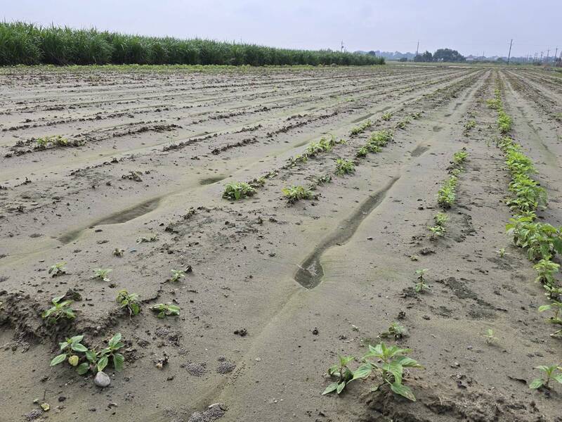 9月下旬豪雨影響南市胡麻種植，10月9日至18日受理現金救助申請，籲請農民儘速向土地所在地區公所提出申請。（南市農業局提供）