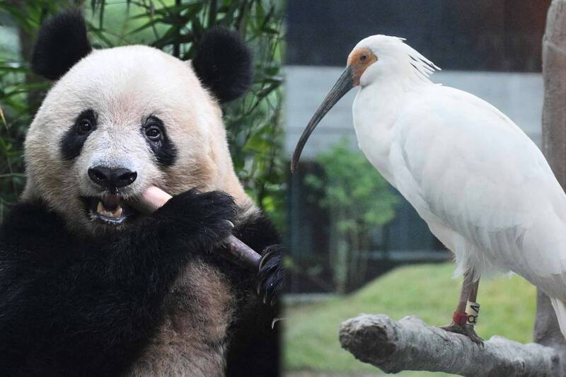 東京上野動物園在上月29日，提前將2隻貓熊「退還」給中國；緊接著又傳出，日本政府宣佈時隔8年後，歸還16隻象徵中日友誼的朱鷺給中國。（法新社資料照，本報合成）