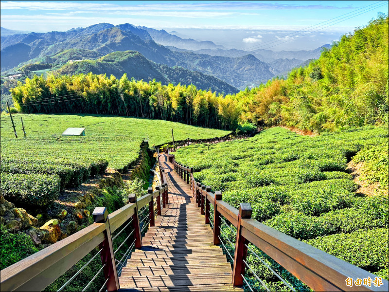 嘉義縣竹崎鄉頂石棹步道群茶園與群山相映成趣。（記者蔡宗勳攝）