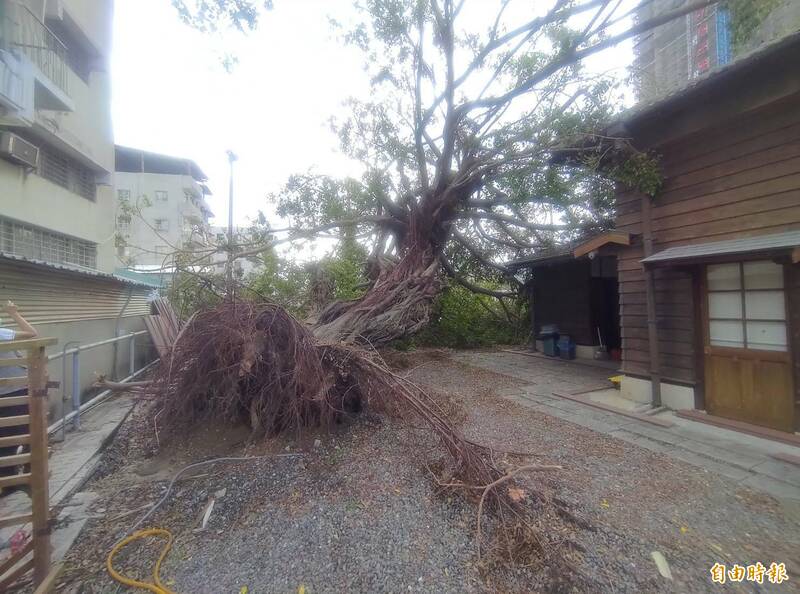 台鐵三塊厝旁百年老榕樹被山陀兒吹倒、樹命垂危。（記者王榮祥攝）