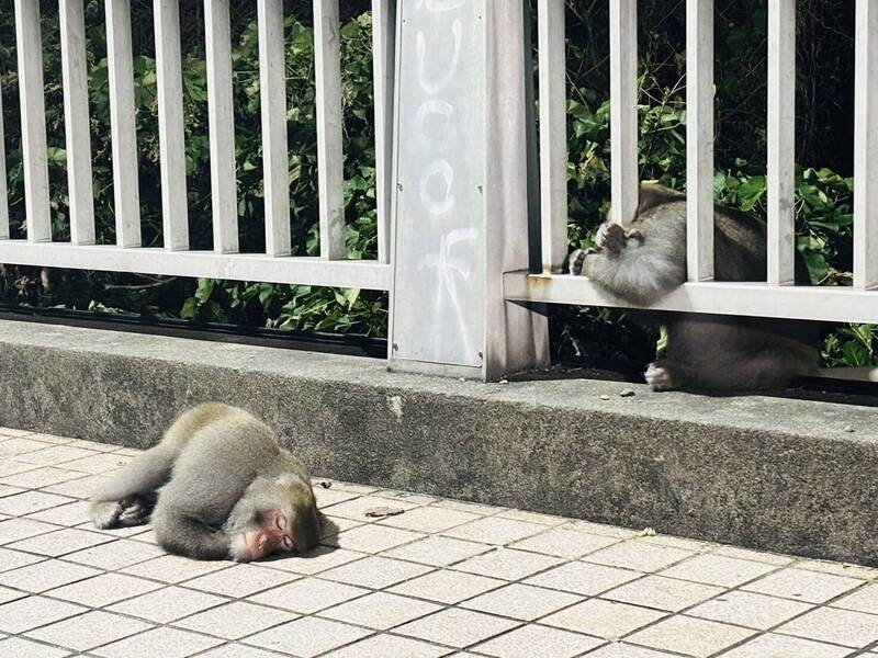 民眾深夜途經元亨寺附近，赫然發現大量獼猴躺臥路邊或欄杆上，宛如災後受難戶。（陳先生提供）