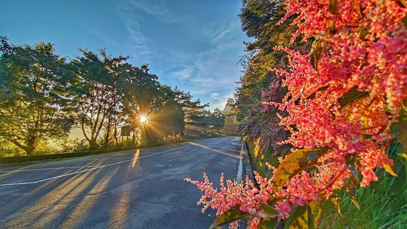 大雪山國家森林遊樂區，目前正值虎杖花季，景色迷人。（ 林業及自然保育署台中分署提供）