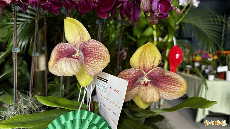 逾500盆蘭花齊聚台南 市價50萬新品種仙履蘭吸睛