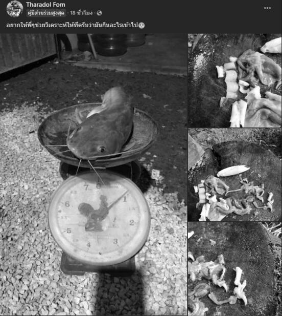 泰國發生鯰魚吃人驚悚事件，掀起大量網友熱烈討論。（圖片擷取自The Ghost Radio）