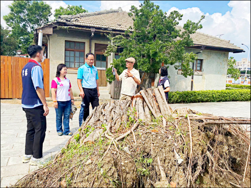 勝利星村樹木倒塌，多棟建築物屋瓦破損，縣議員前往會勘。
（議員陳揚提供）