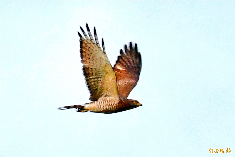 「國慶鳥」灰面鵟鷹準時報到國境之南 。（記者蔡宗憲攝）