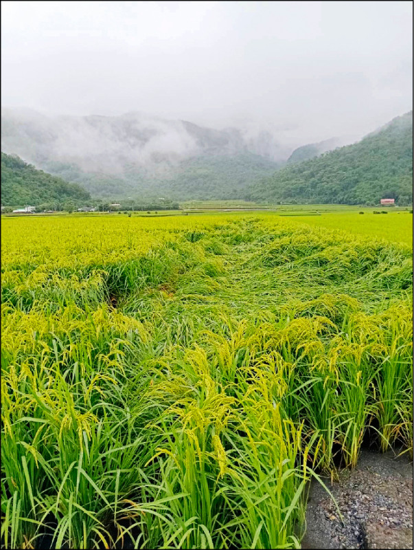 花蓮縣富里鄉在山陀兒颱風過境時，造成二期水稻倒伏，是否造成空包彈仍待觀察。（富里鄉農會提供）