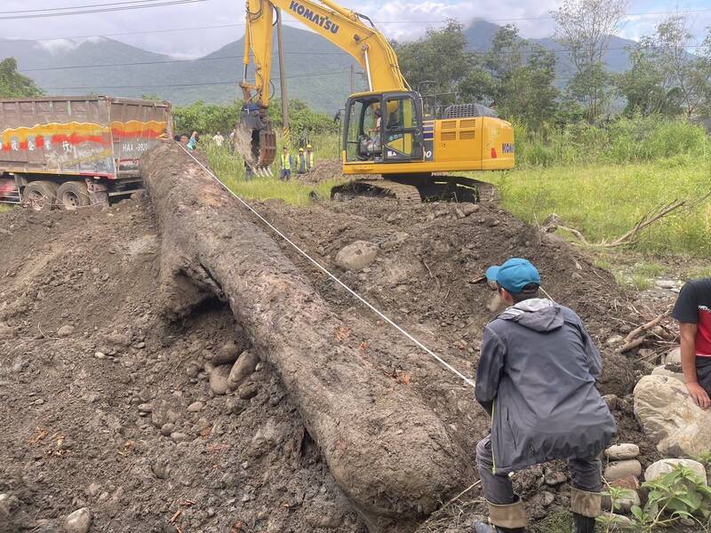 一棵市價逾400萬元的百年「雞油」淪為漂流木，被山老鼠相中挖回家藏土裡。（民眾提供）