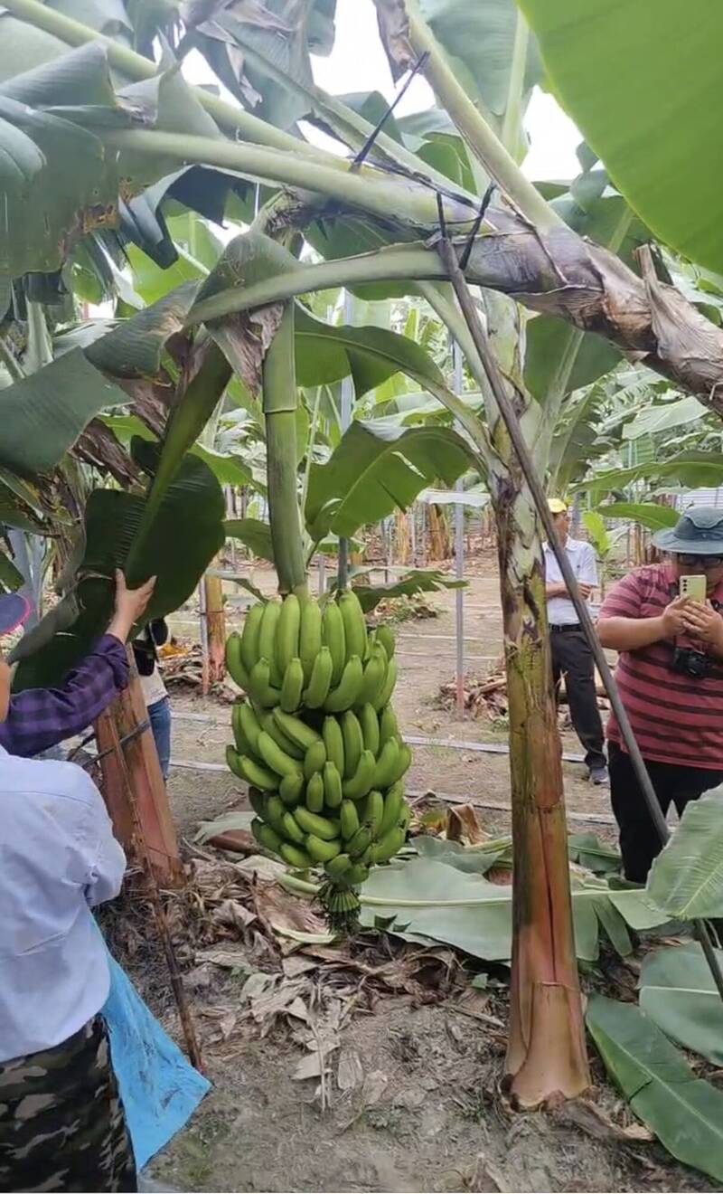 柳淑惠的香蕉園用採收神器撐住假莖後採收香蕉。（台灣香蕉研究所提供）