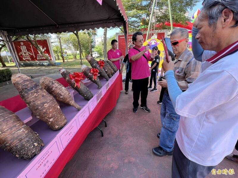 金門烈嶼芋頭季登場，現場展出獲得「優質芋頭」的各家芋頭。（記者吳正庭攝）