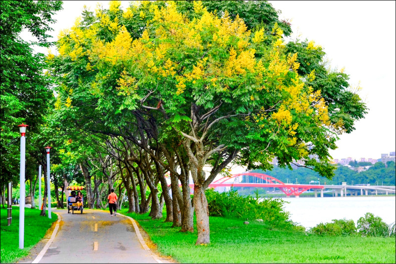 台灣欒樹開花，增添秋天浪漫氣息。（新北市府提供）