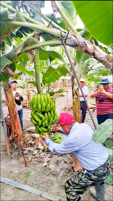 柳淑惠的香蕉園用採收神器撐住假莖後，在半空中直接將香蕉下把。（台灣香蕉研究所提供）