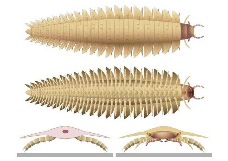 這張圖片展示了古生物學家新發現的節胸蟲（Arthropleura）化石重建圖。圖中呈現了其長長的分節身體、兩側的多對附肢，以及新發現的頭部結構，包括觸角等感覺器官。（圖： Université Claude Bernard Lyon 1）