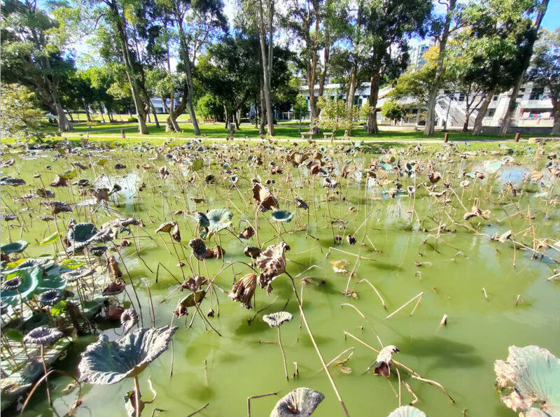 台北市大湖公園荷花池因荷花迅速蔓生，使水流受阻，莖葉腐爛增加水中營養鹽，加速水質優養化，台北市工務局公園路燈工程管理處將於15日起放乾荷花池水清理。（台北市公園處提供）