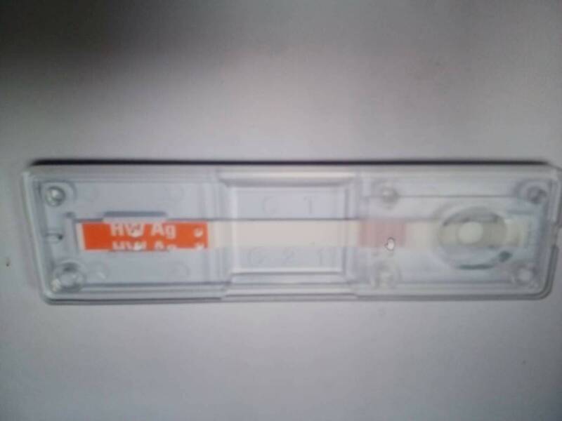 檢驗套組檢驗心絲蟲感染是一個快速、方便且準確度也不錯的方法。（新北市動保處提供）