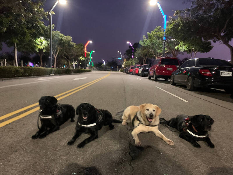 4隻警犬今天起開放領養。（警方提供）