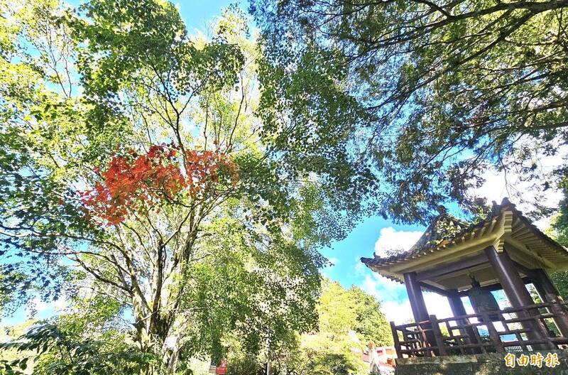 阿里山慈雲寺青楓老樹一小撮轉紅，呈現萬綠叢中一點紅美景。（記者蔡宗勳攝）