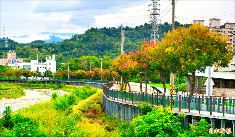 霧峰乾溪兩岸的台灣欒樹，近日結出粉紅色、褐色的蒴果，彷彿彩色長龍。（記者陳建志攝）