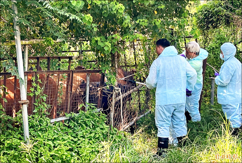 公務獸醫人力不足，防檢署研擬增設不開業獎金留才。圖為獸醫系師生赴金門協助牛場注射疫苗。
（資料照，記者吳正庭攝）