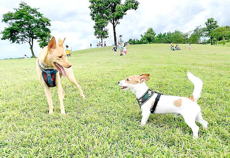 Pet dogs are pictured in the Siraya National Scenic Area in an undated photograph.
Photo courtesy of the Siraya National Scenic Area Administration