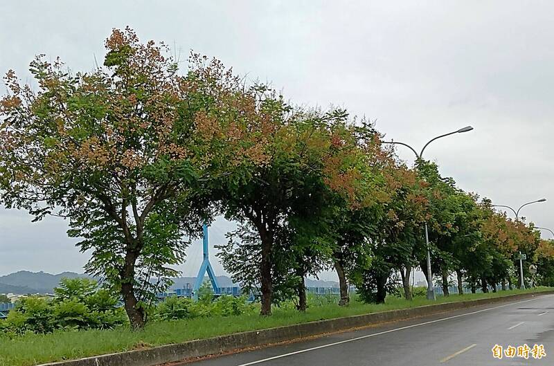 台中頭汴坑溪兩岸自行車道旁種植的台灣欒樹，目前結出紅色氣囊狀的蒴果，宛如綿延的彩色長龍，相當吸引人。（記者陳建志攝）