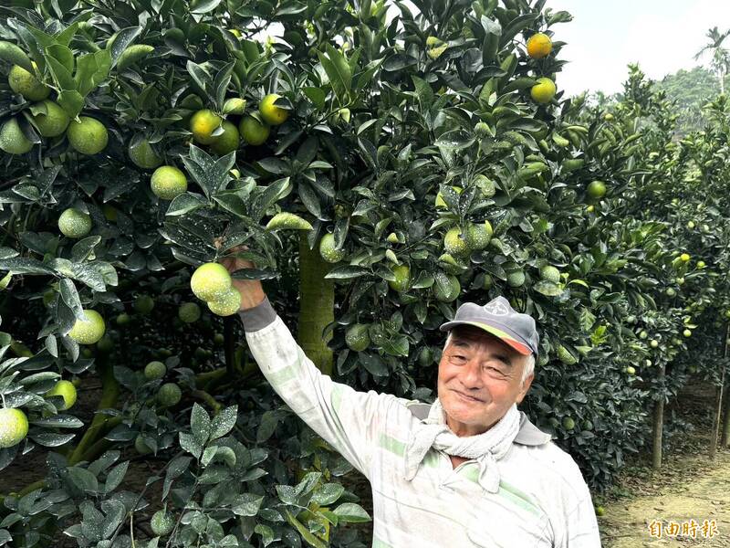 嘉義縣中埔鄉同仁村柚仔宅果農賴啓顯種植柳丁有獨到心得，產量比鄰近果園高出一倍。（記者蔡宗勳攝）