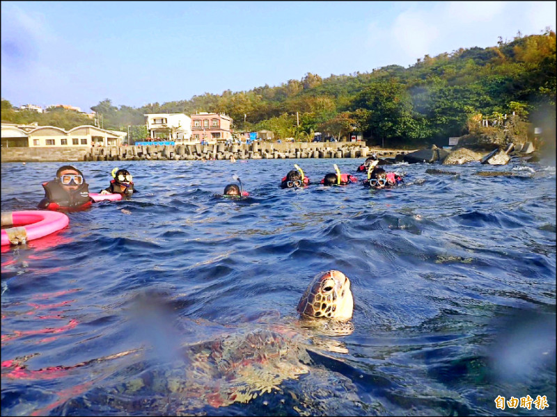 小琉球除了浮潛活動，在岸邊就能看到海龜悠游，生態美景吸引觀光客，今年暑假遊客人數較去年同期成長約2％。（記者陳彥廷攝）