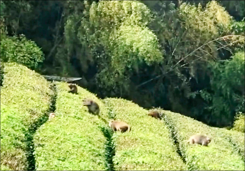 農友在福壽山附近的茶園，出現成群猴子採摘茶葉的嫩芽。（民眾提供）