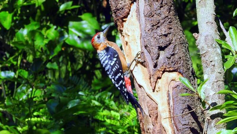 澎湖首度發現台灣新種棕腹啄木鳥，掀起賞鳥潮。（趙守忠提供）