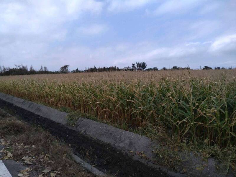 雲林口湖、四湖、麥寮、台西種植的硬質玉米不堪山陀兒颱風夾帶鹽塵強風，出現葉面、植株乾枯死亡。（雲林縣府提供）