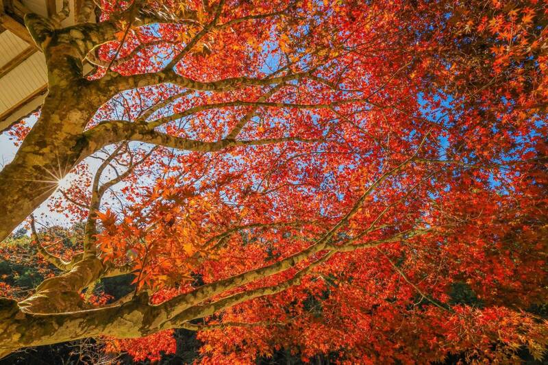 南投杉林溪園區楓樹愈發鮮紅，展現秋紅之美。（杉林溪園區提供）