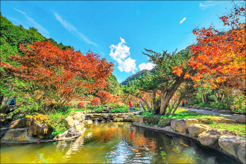 南投海拔一千六百公尺的杉林溪園區，今年因雨水充足，加上入秋日夜溫差變大，園區紫葉槭、青楓已提早轉為豔麗鮮紅色，另在銀杏湖周邊種植一百卅棵的銀杏樹，近期也逐漸轉為鮮黃，讓杉林溪提前換上「秋裝」，展現秋日的繽紛色彩，預計到十一月上旬都是賞楓與銀杏的最佳時節。（圖：杉林溪園區提供，文：記者劉濱銓）