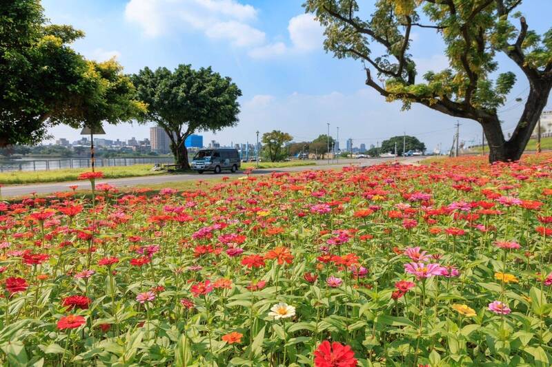 台北市首波河濱花海就在河雙21號河濱公園，數萬株的百日草在微涼的秋風吹拂下綻放，將河濱染上了鮮豔的粉紅、橘紅、桃紅等色調。（台北市水利處提供）