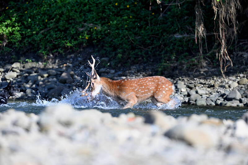 狗兒獵殺梅花鹿，在溪中激起陣陣水花。（莊姓鳥友提供）