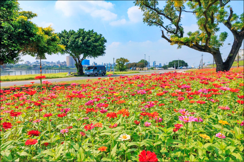 台北市首波河濱花海就在河雙21號河濱公園，有數萬株百日草綻放。（台北市水利處提供）