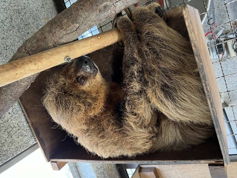 壽山動物園全園唯一可上班時間睡到飽的動物「懶懶」。（動物園提供）