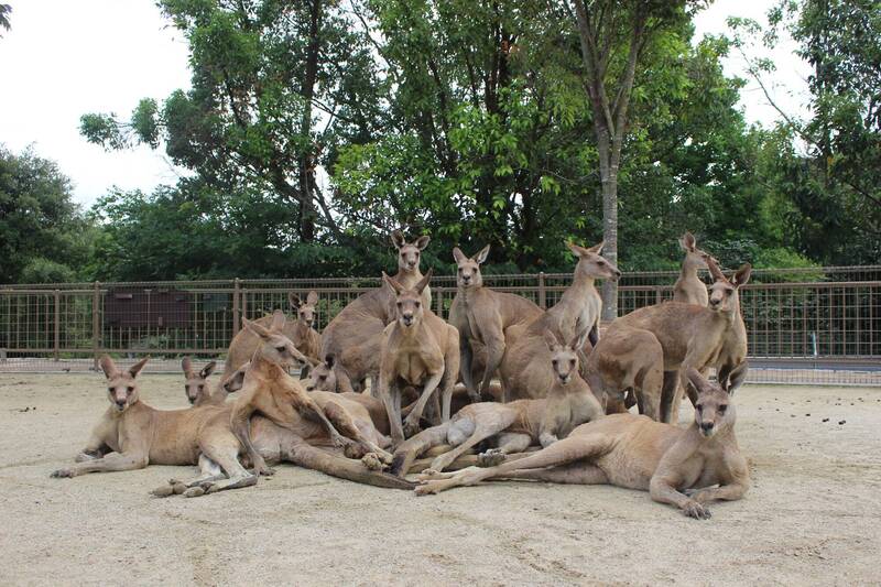 日本「響動物樂園」飼育員日前幫園區袋鼠拍照，結果發現袋鼠們竟在集合時，已自行選好位置，甚至擺出各種姿勢，彷彿人類偶像團體拍公演大合照般，在網上掀起轟動。（圖擷取自@hibiki_kangaroo 社群平台「X」）