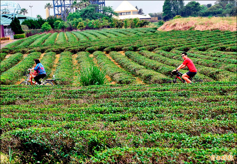 龍潭區高原里坐擁茶園風光，但有400多戶居民10多年來飽受水壓不足及用水安全威脅之苦。（記者李容萍攝）