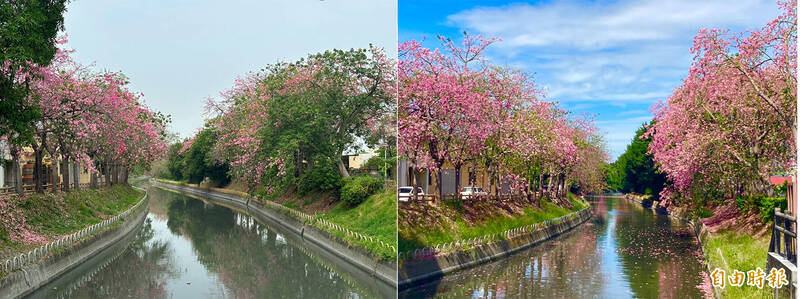 圖左是今年10月22日花況，圖右是2021年10月間的花況。（記者顏宏駿攝）