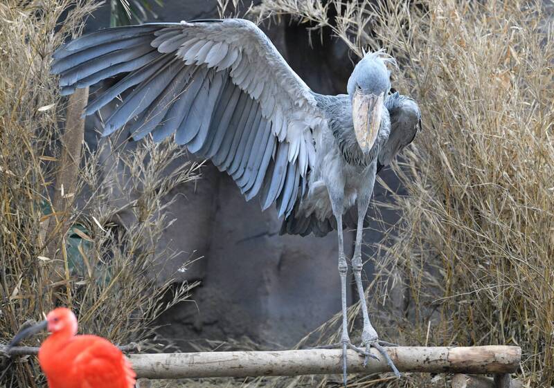 日本網友分享在動物園拍到的鯨頭鸛帥氣身姿，掀起百萬網友朝聖。（圖擷取自@vanity_temple 社群平台「X」）