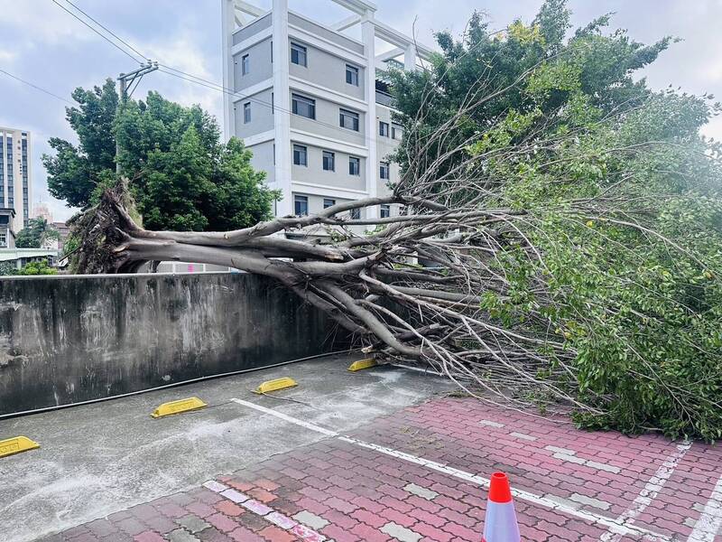 頭份市永貞國小圍牆旁1棵2層樓高的榕樹，不敵強風被吹翻，橫掛在圍牆上。（圖由校方提供）