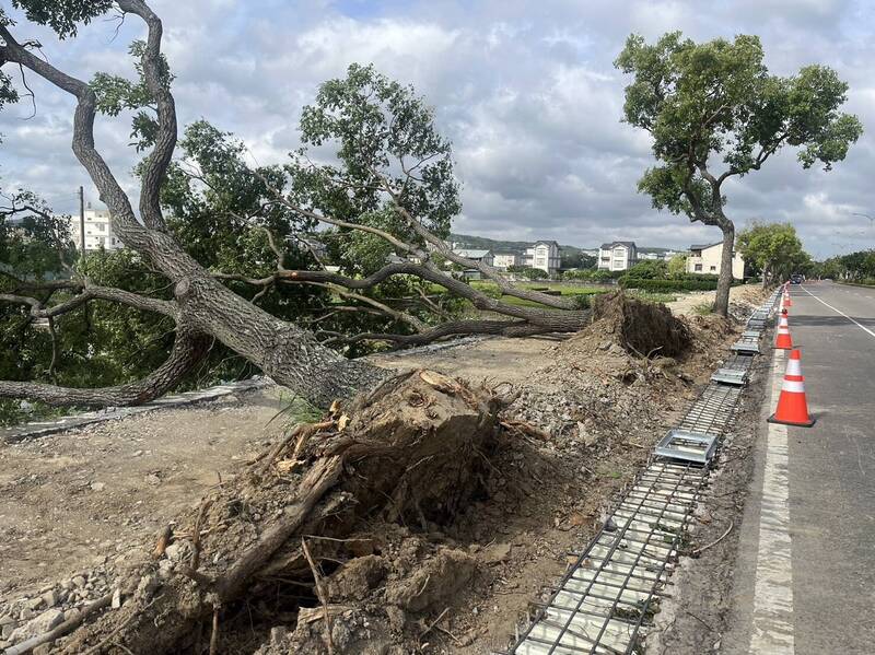 苗栗市經國路行道樹被強風吹倒。（圖由余文忠提供）