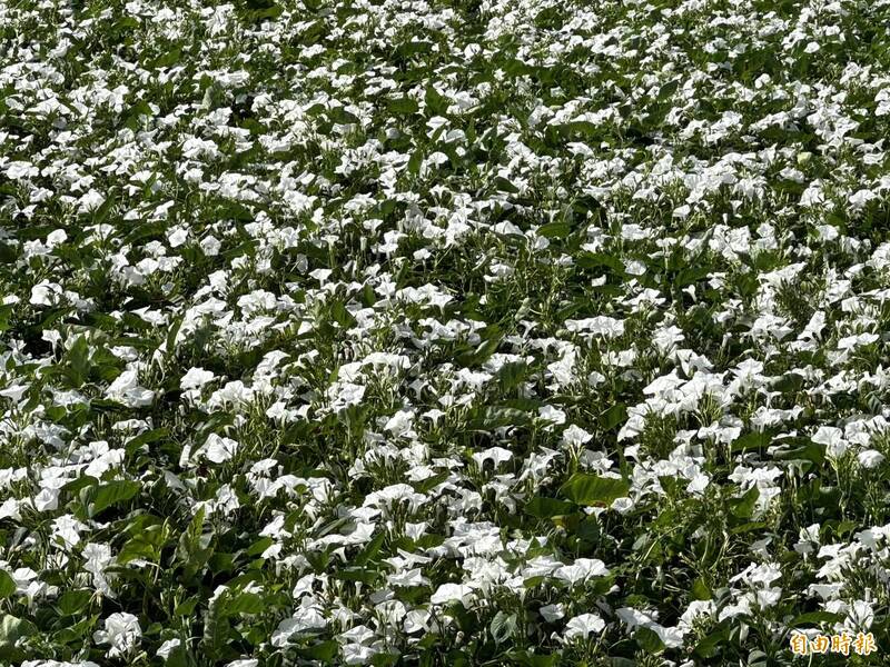 被譽為10月雪的空心菜花海。（記者蔡宗勳攝）