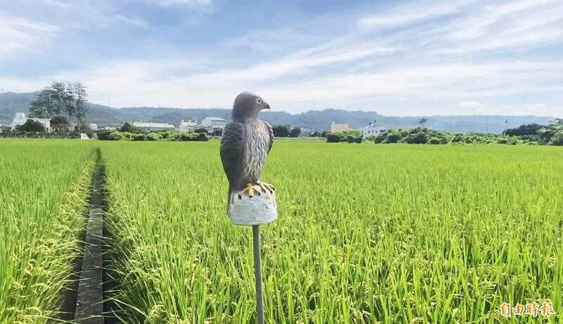 二期稻作開始結穗，為防止麻搶食，農民出奇招找老鷹當守衛驅鳥。（記者陳冠備攝）